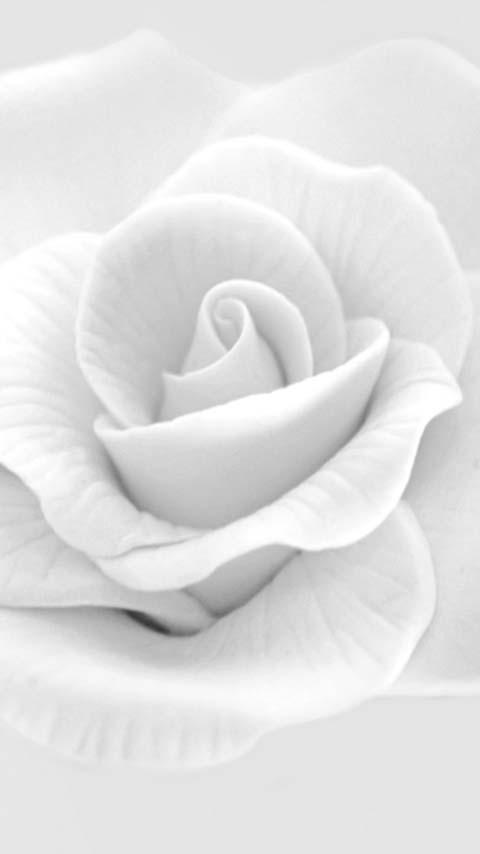 white rose flower background wallpaper phone