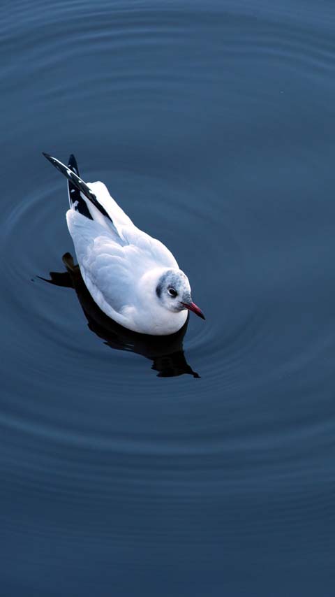 seagull water background wallpaper phone cell free