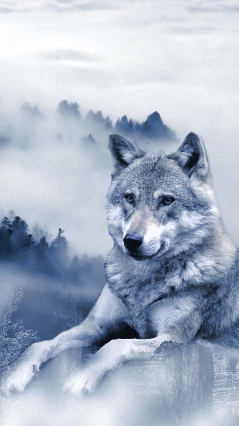 wolf animal wallpaper background phone