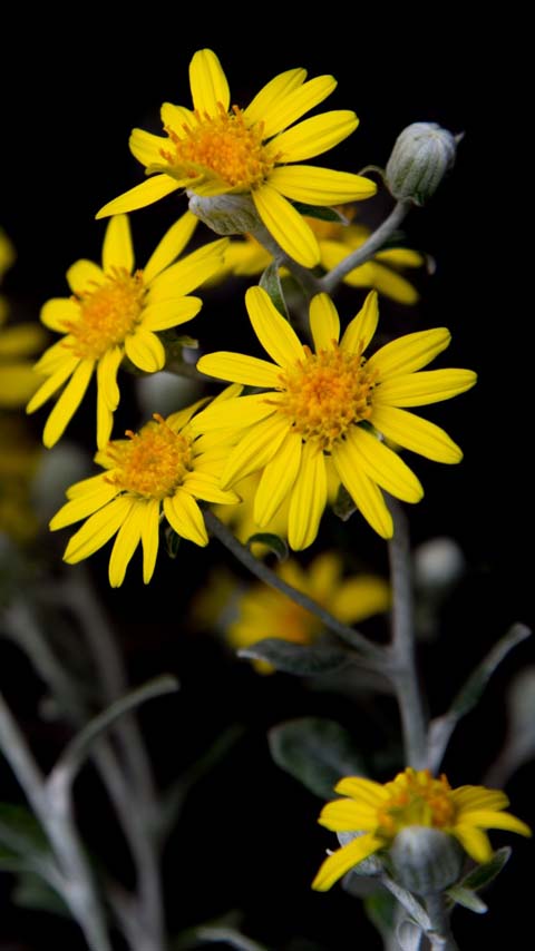 perennials flower yellow black background wallpaper phone