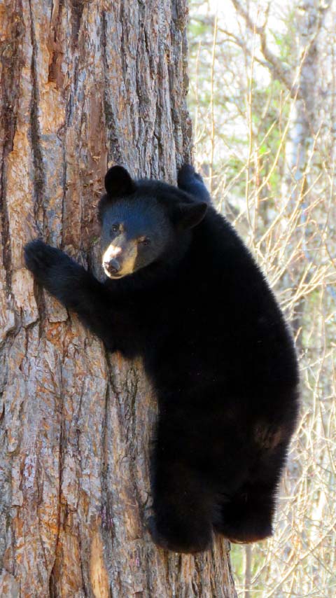 bear wild animal tree nature background wallpaper phone