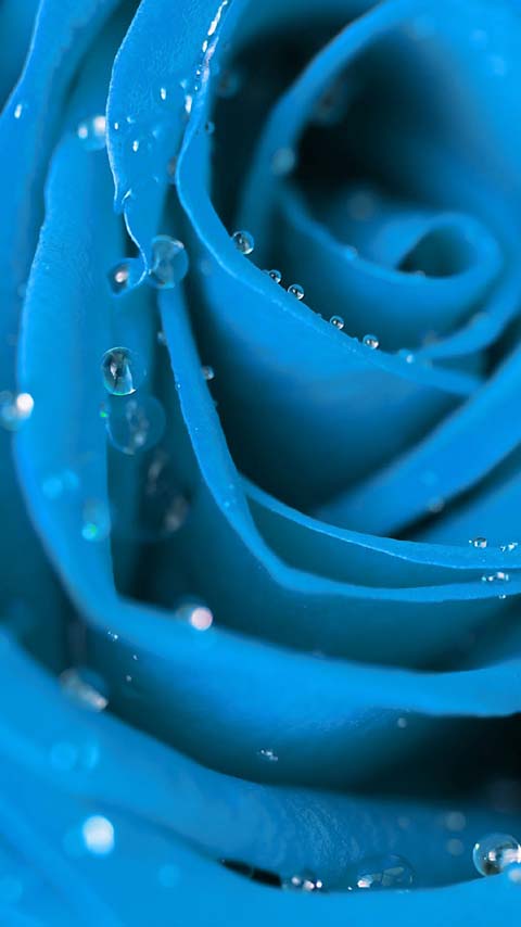 dodger blue rose petals wallpaper background phone
