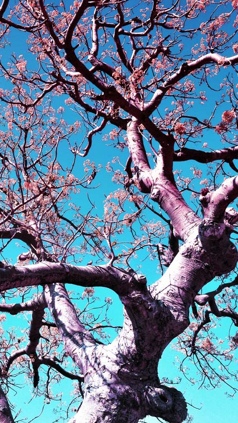 blossom tree pink blue wallpaper background phone