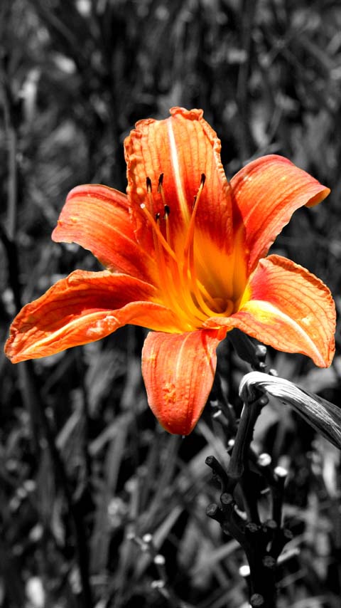 lily orange flower black white wallpaper background phone