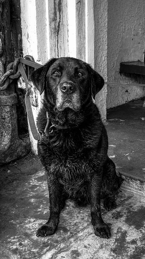 old dog black white picture wallpaper background phone