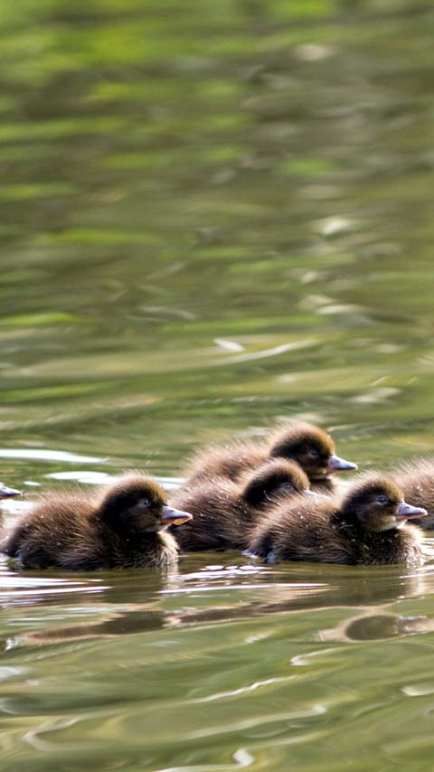 animals ducklings wallpaper background phone