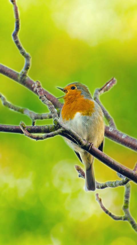 robin bird green yellow wallpaper background phone