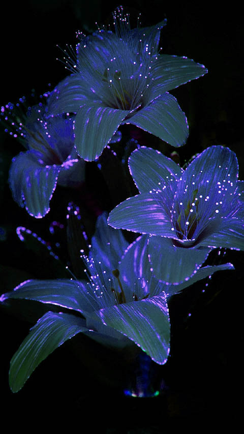 lilies blue fiber optic purple dark black background wallpaper phone