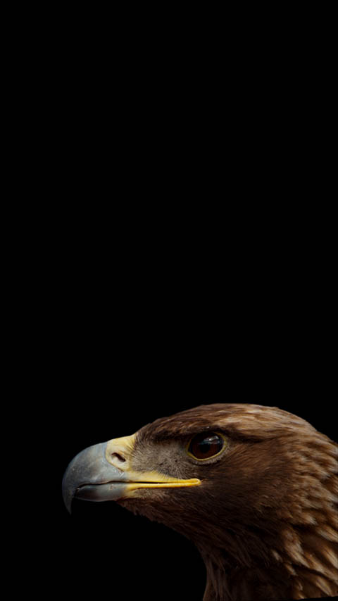 head eagle dark black wallpaper background phone