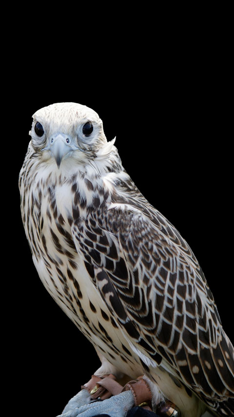 osprey bird of prey dark black wallpaper phone background