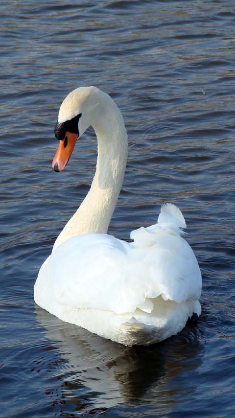 cygnini swan lake wallpaper background phone