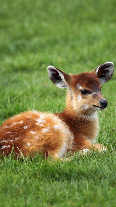 deer baby background wallpaper free phone