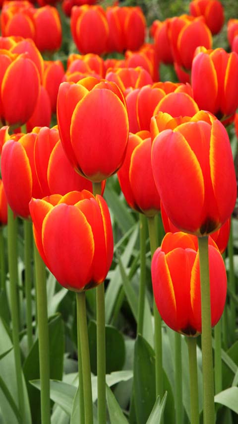 tulip garden flowers wallpaper background phone