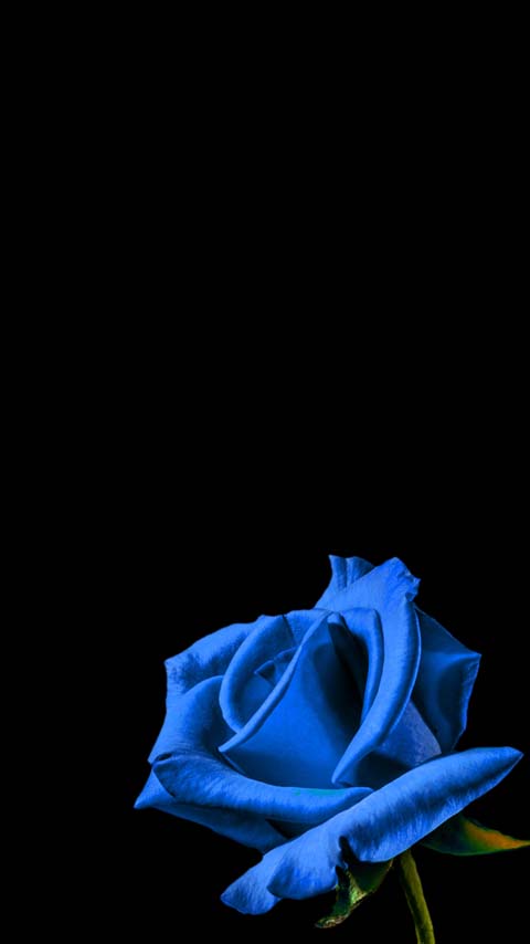 midnight blue rose wallpaper background phone