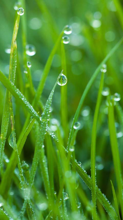 dew green grass wallpaper background phone