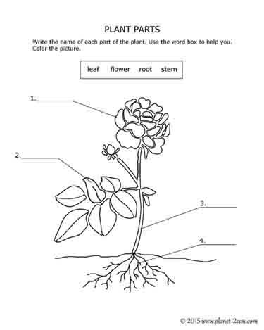 plant parts free worksheet science 2nd 3rd grade