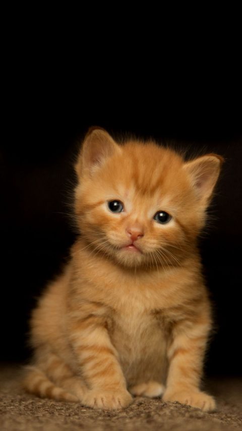 Orange Kitten