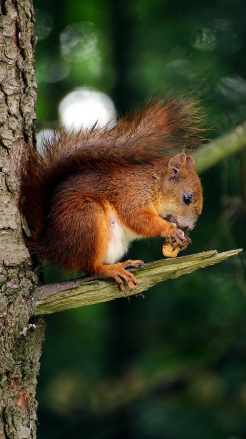 Fox Squirrel