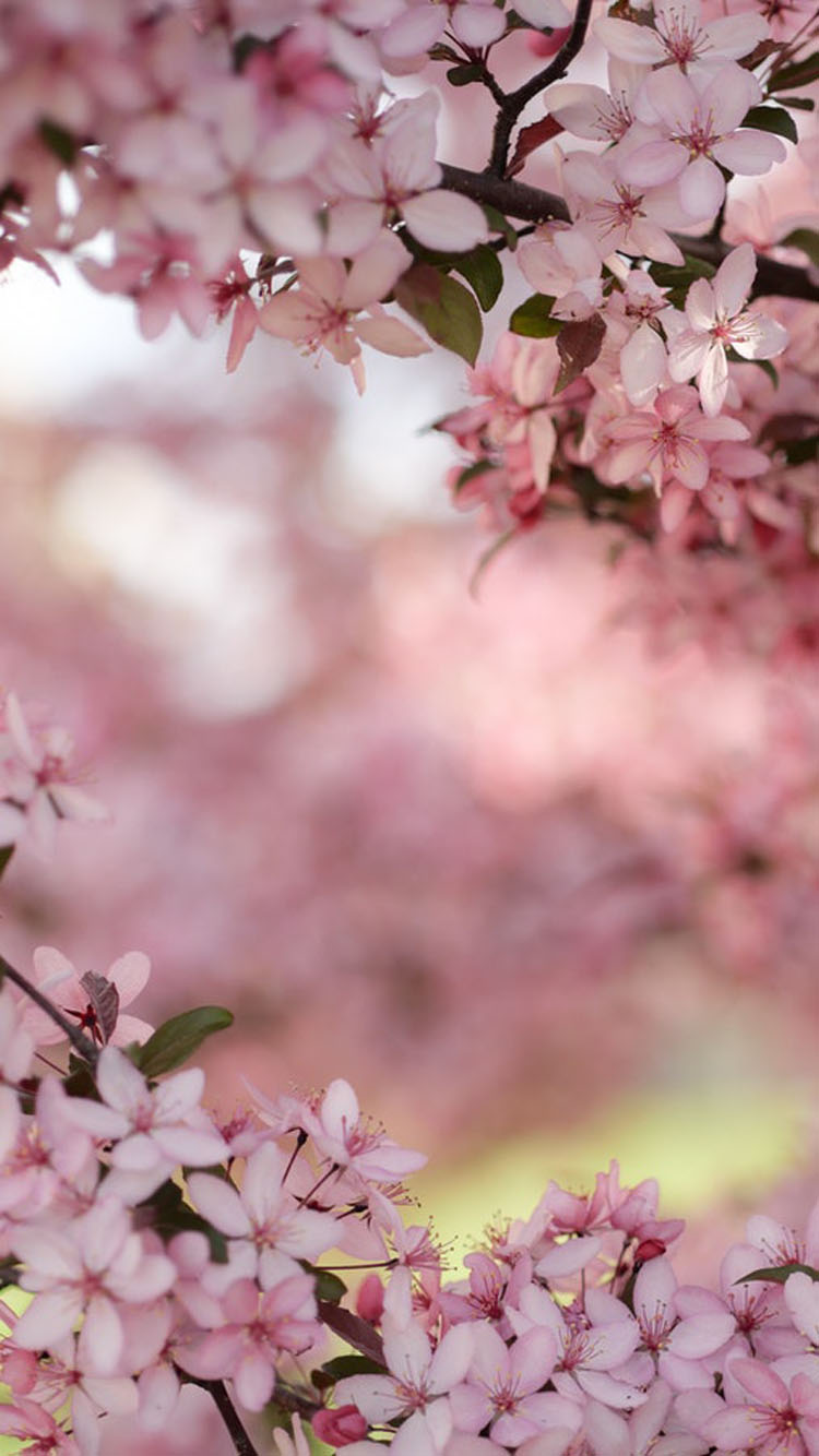 Flowering Trees wallpaper