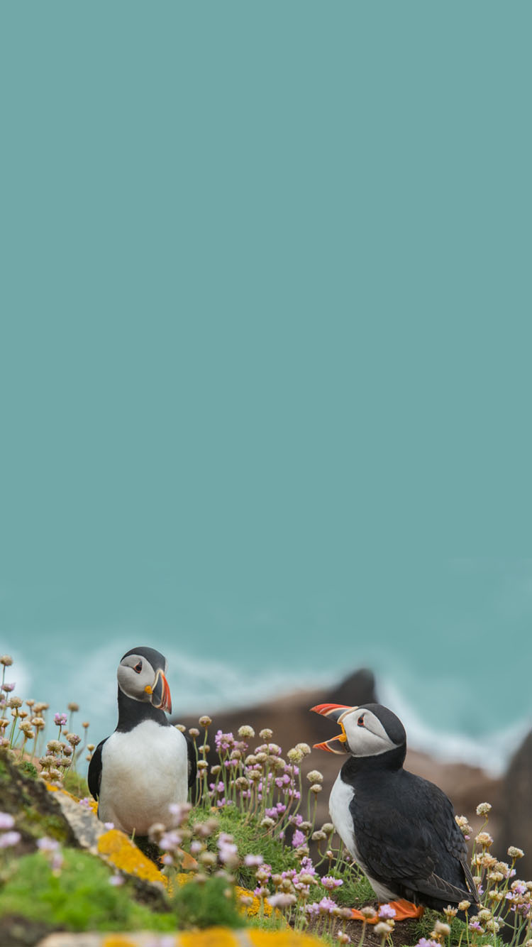 Puffins