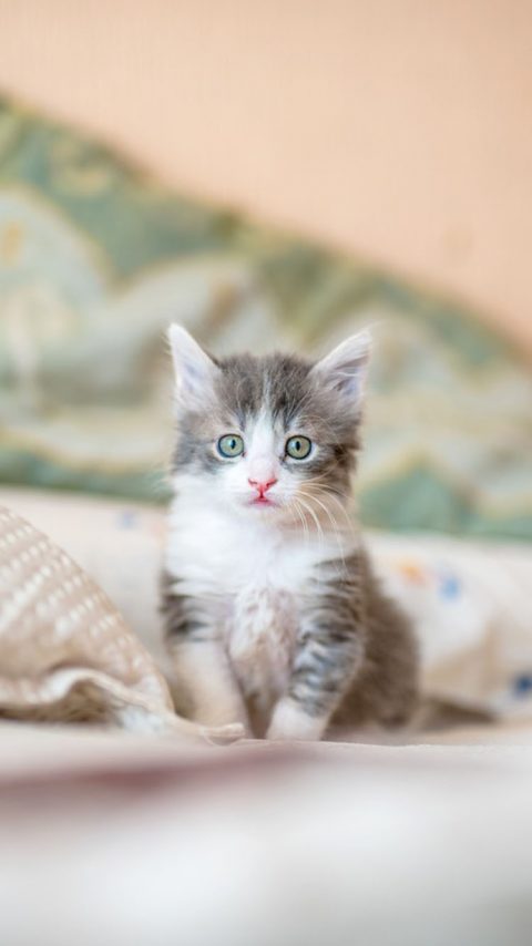 Kitten