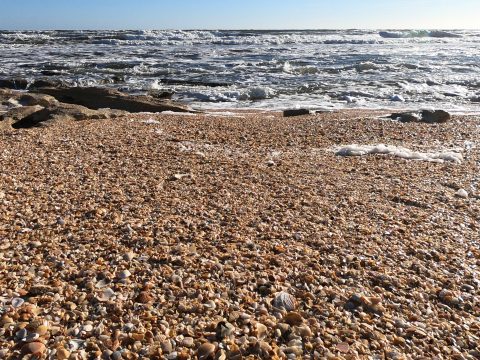 Seashells on the Beach. Picture by Hana Chramostova.