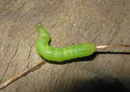 caterpillar