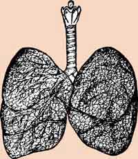 lungs