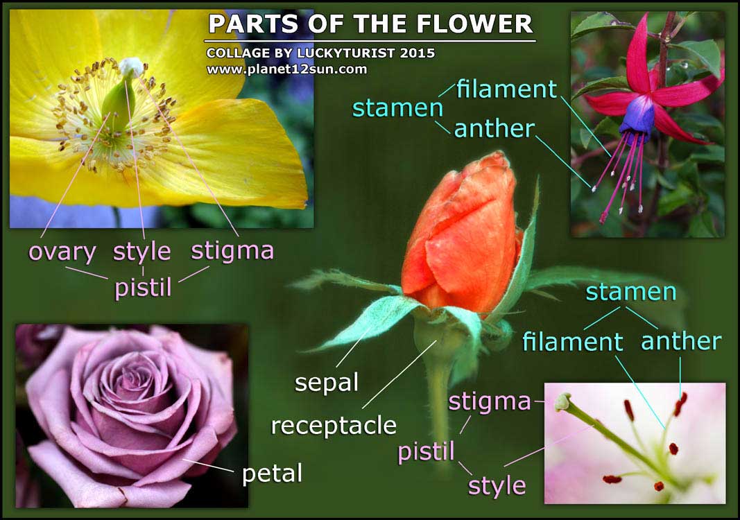 flower parts