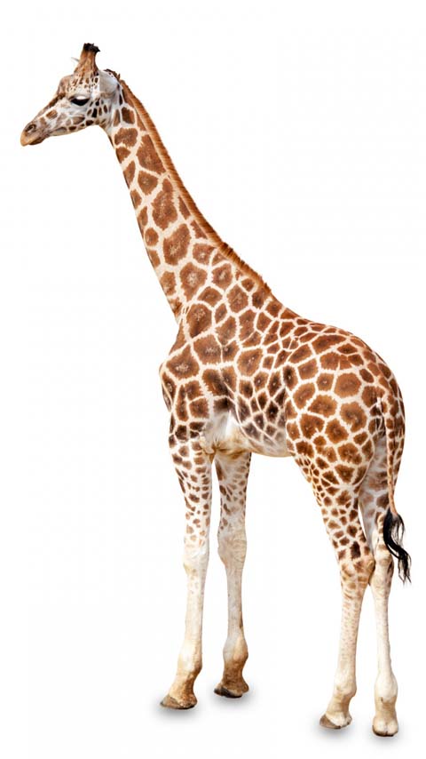 Giraffe Wallpaper Phones - genius777.com PRINTABLES