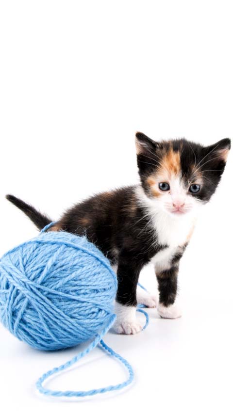 cute kitten cat wallpaper background cellphone