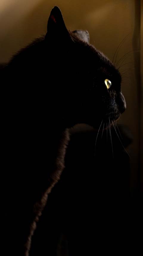 profile black cat dark wallpaper background phone