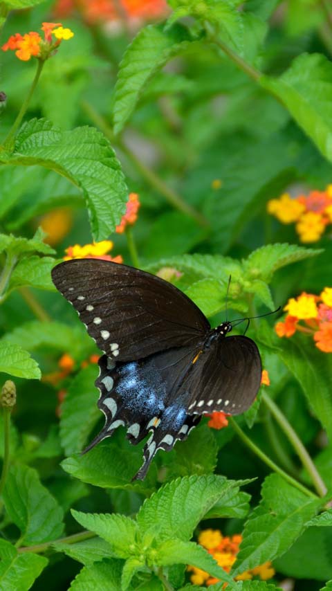 butterfly green grass flowers background wallpaper phone