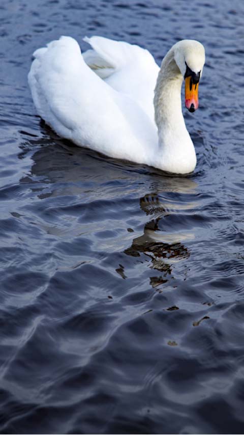 snow-white swan lake bird wallpaper background phone