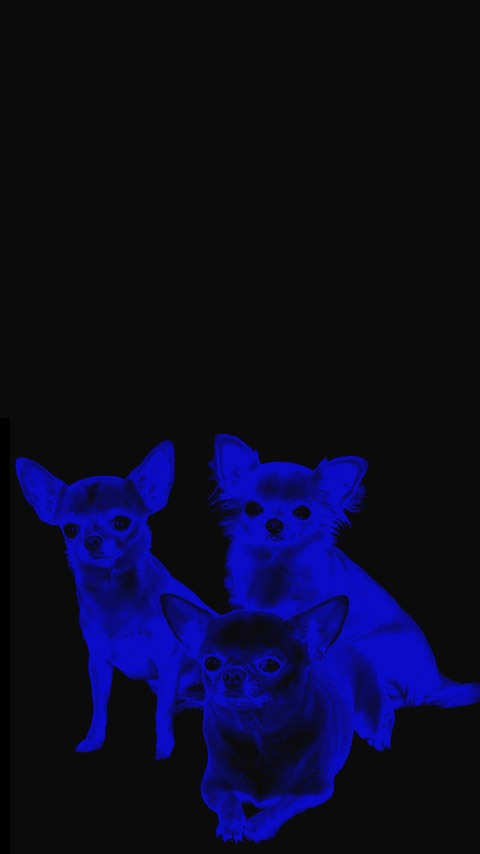 Chihuahua puppy dog neon blue dark black wallpaper background phone