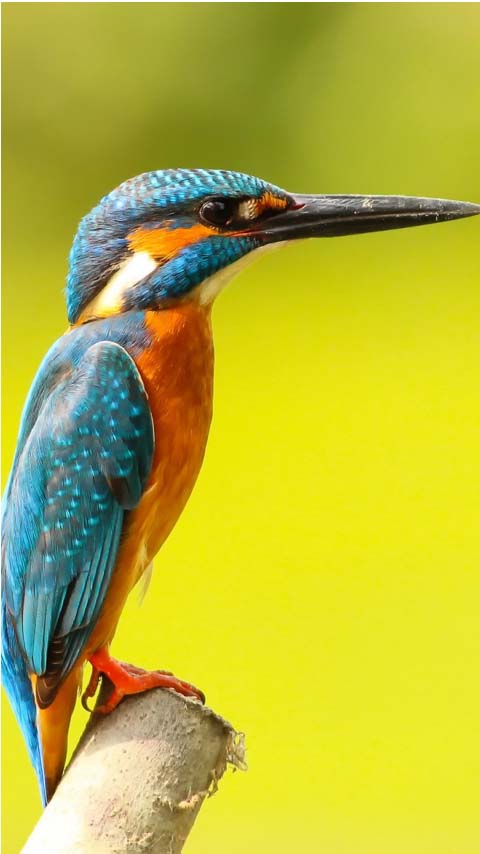 kingfisher bird wallpaper background phone