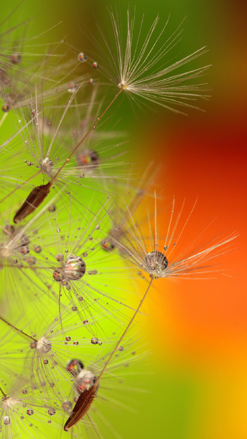 seeds dandelion flower colorful multicolored green orange wallpaper phone background