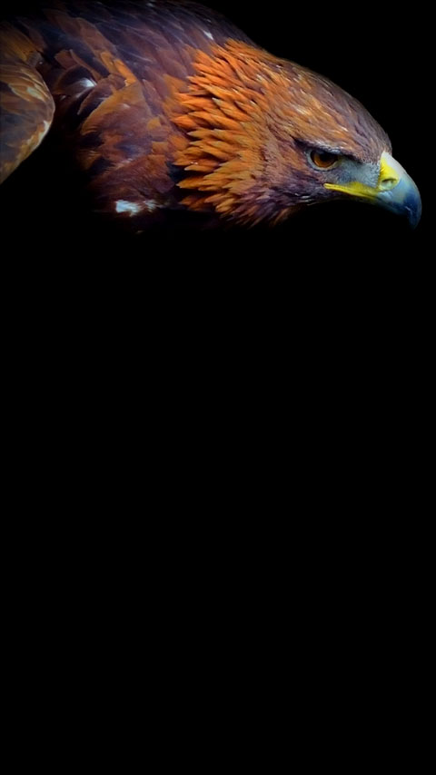 eastern imperial eagle bird dark black wallpaper background phone
