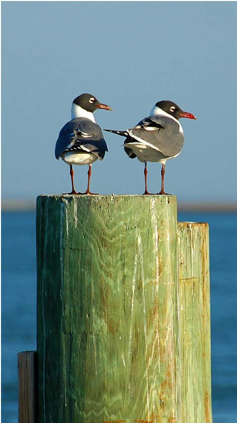 seagulls ocean nautical sea wallpaper background phone