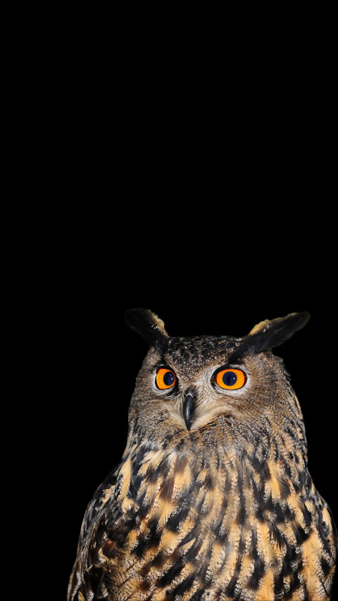 true owl eyes staring dark black wallpaper background phone