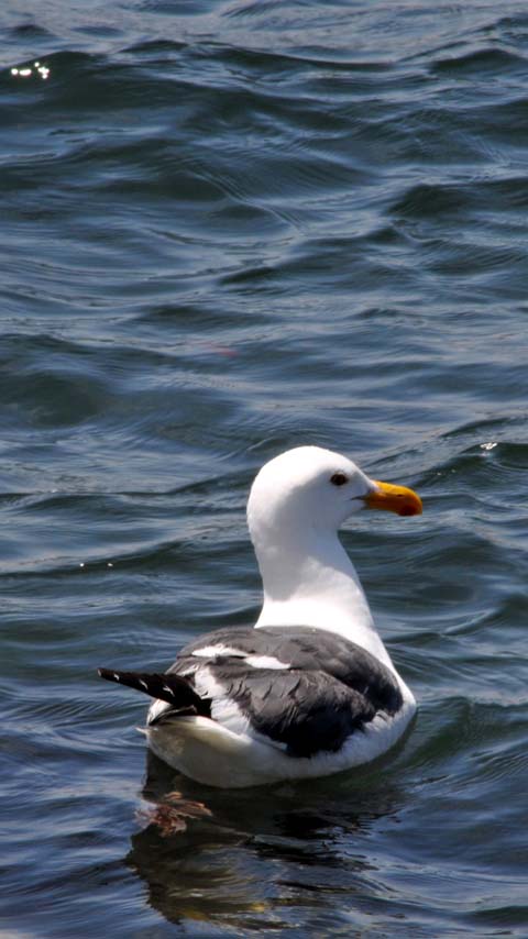 black-backed gull ocean wallpaper background phone