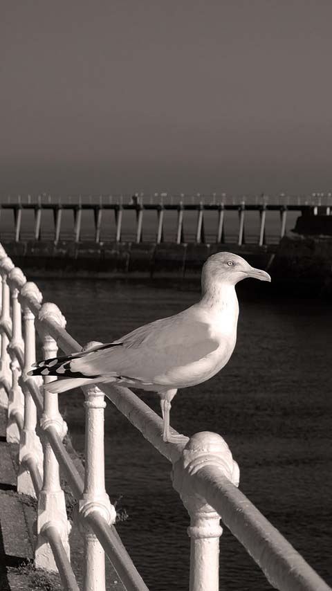 black-and-white seagull ocean wallpaper background phone
