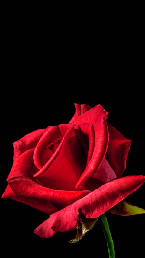 rosa red rose wallpaper background phone