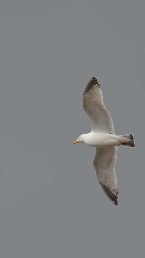 flying seagull sky gray background wallpaper phone