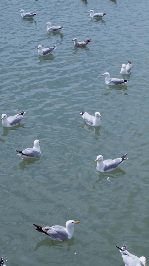 floating seagulls birds ocean wallpaper background phone