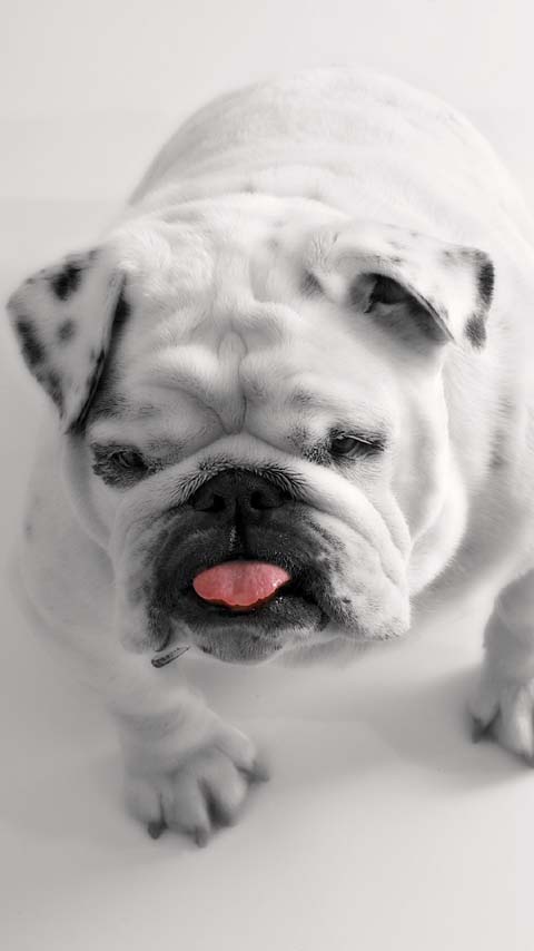 bulldog white dog puppy wallpaper background phone