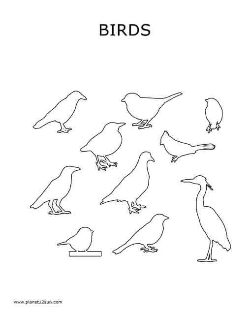 birds coloring page preschool kindergarten free worksheet