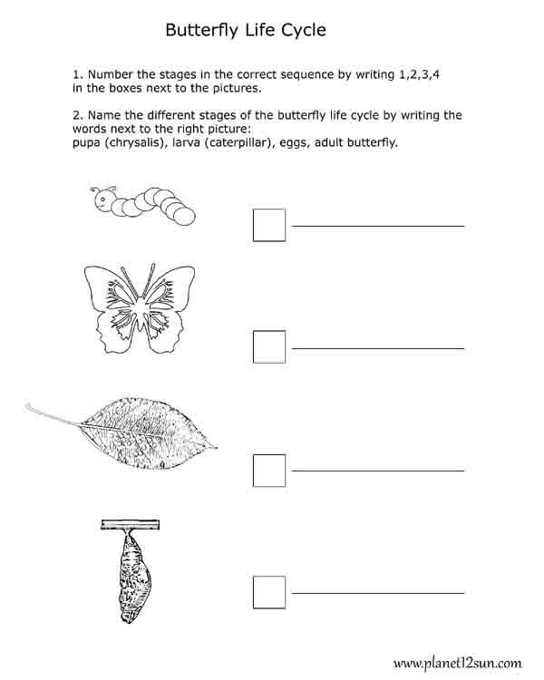 life cycle butterfly 1st 2nd 3rd grade worksheet