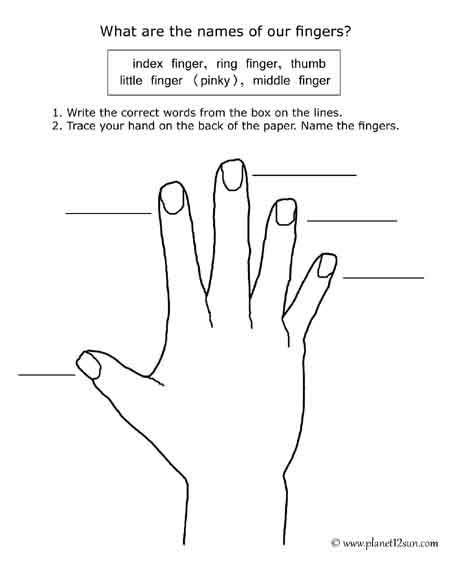 names of fingers free printable worksheet
