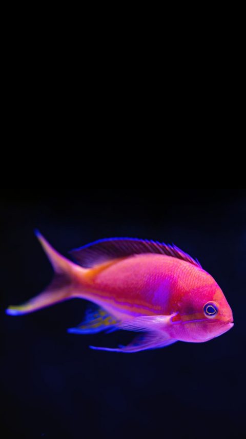 Pink Tropical Fish